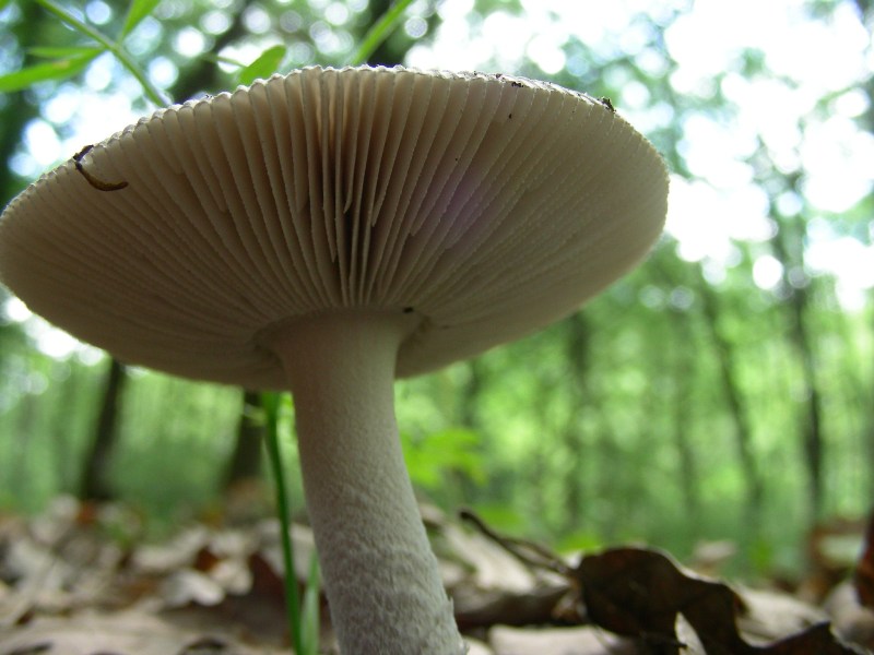 4) Fotografati il 12.06.2012. sotto Quercia (bosco asciutto)